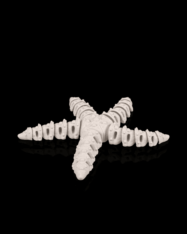 Skeleton Starfish - Image 2