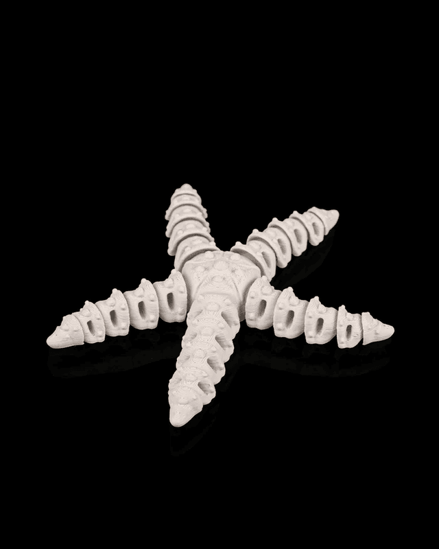 Skeleton Starfish - Image 1