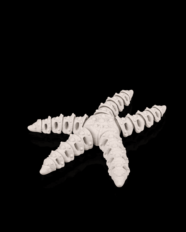 Skeleton Starfish - Image 3